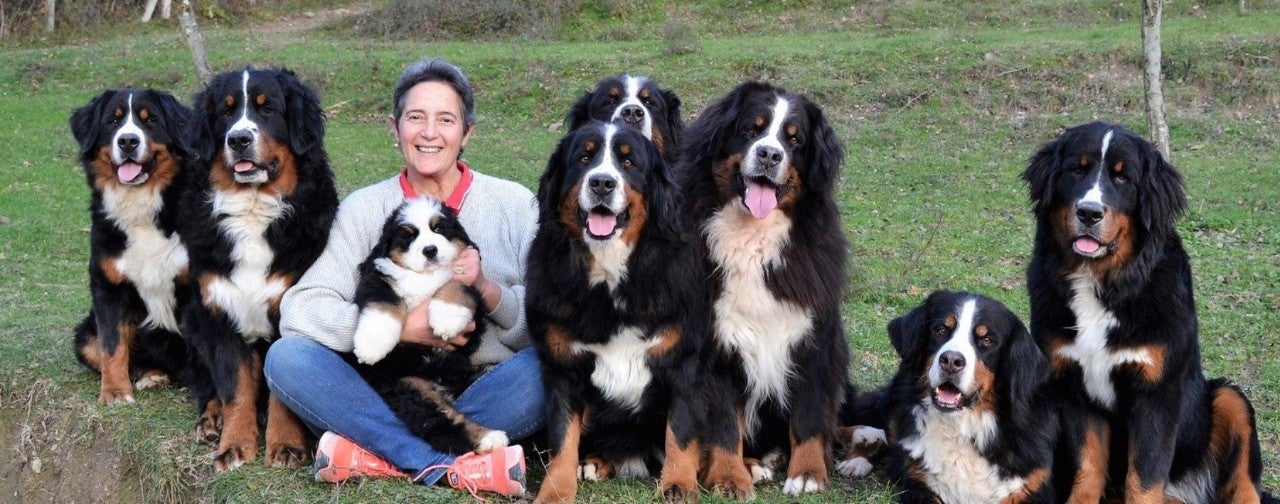 Woman sitting outdoors surrounded by Bernese Mountain Dogs